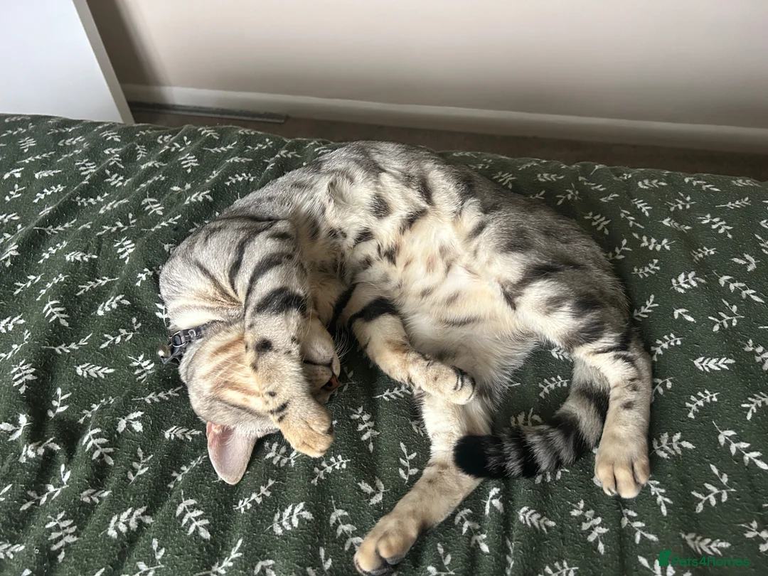 Bengal cats for stud: Bengal Stud - Advert 9