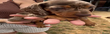 Miniature Dachshund 6