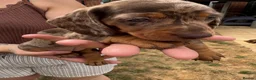 Miniature Dachshund dogs for sale: Miniature dachshunds  - Advert 12