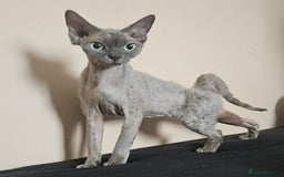 Devon Rex cats for sale: Two wonderful girls - Image 6