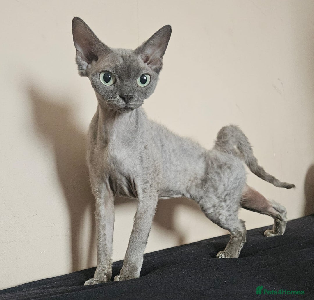 Devon Rex cats for sale: Two wonderful girls - Image 6