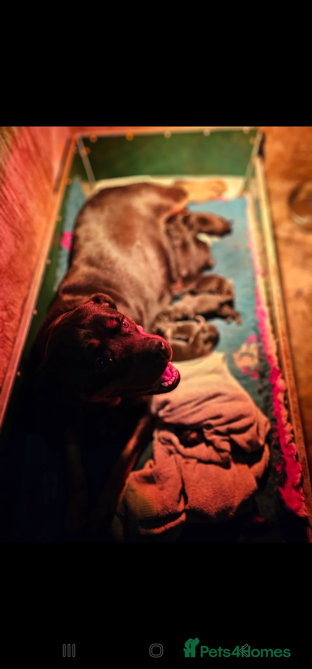 Rottweiler dogs for sale: True type Rottweilers  - Advert 2