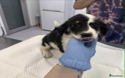Mixed Breed dogs for adoption: 🥦Broccoli🥦 for adoption, coming into BUCKS - Image 11