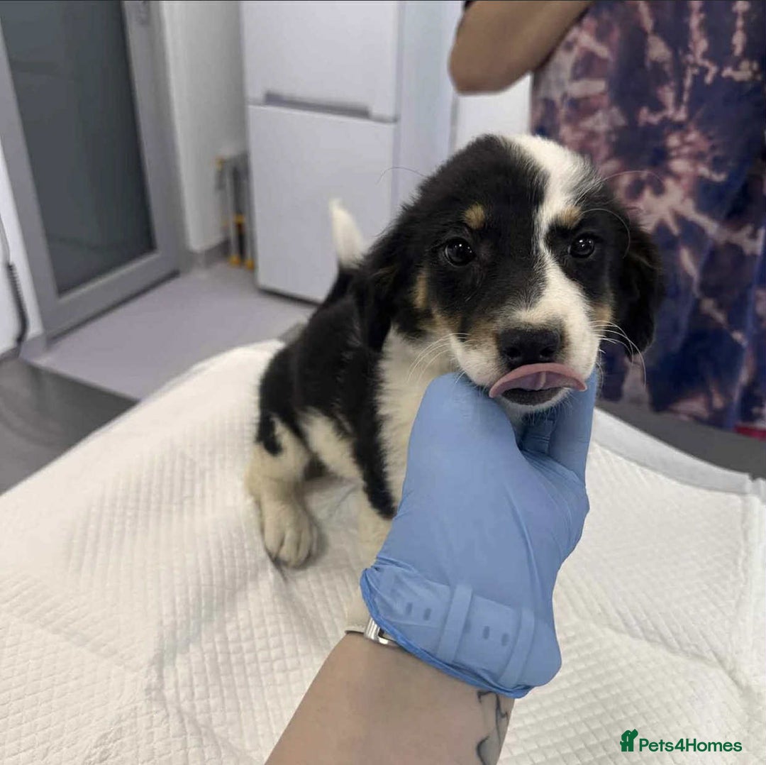 Mixed Breed dogs for adoption: 🥦Broccoli🥦 for adoption, coming into BUCKS - Image 11