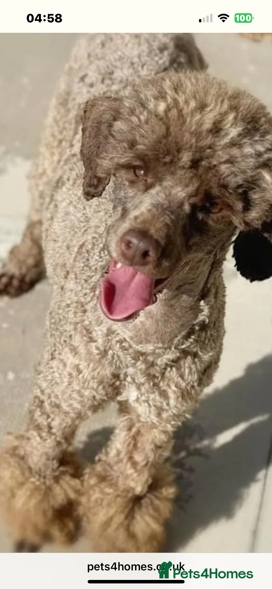 Cavapoo dogs for sale: 🌟HEALTH TESTED F1B CAVAPOO MERLE STUNNING PUPPIES - Image 17