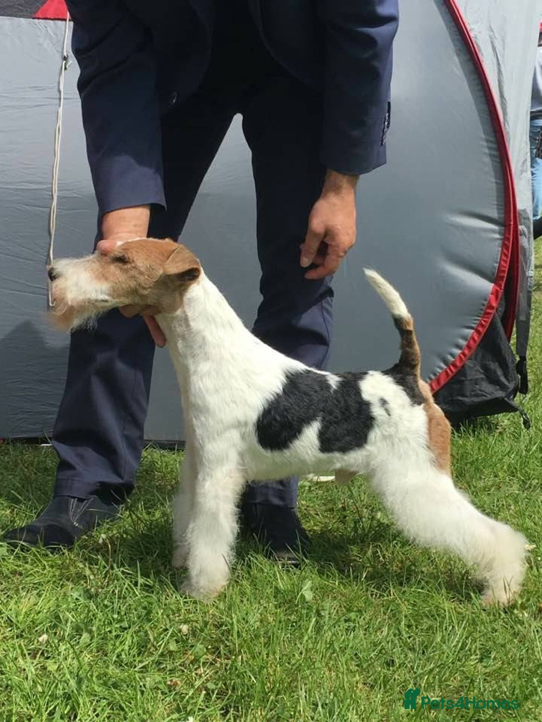 Fox Terrier dogs for sale: Exceptional Wire Haired Fox Terrier Puppies  - Image 16
