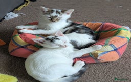 Domestic Shorthair cats for adoption: Bonded sibling pair of kittens to rehome together - Image 7