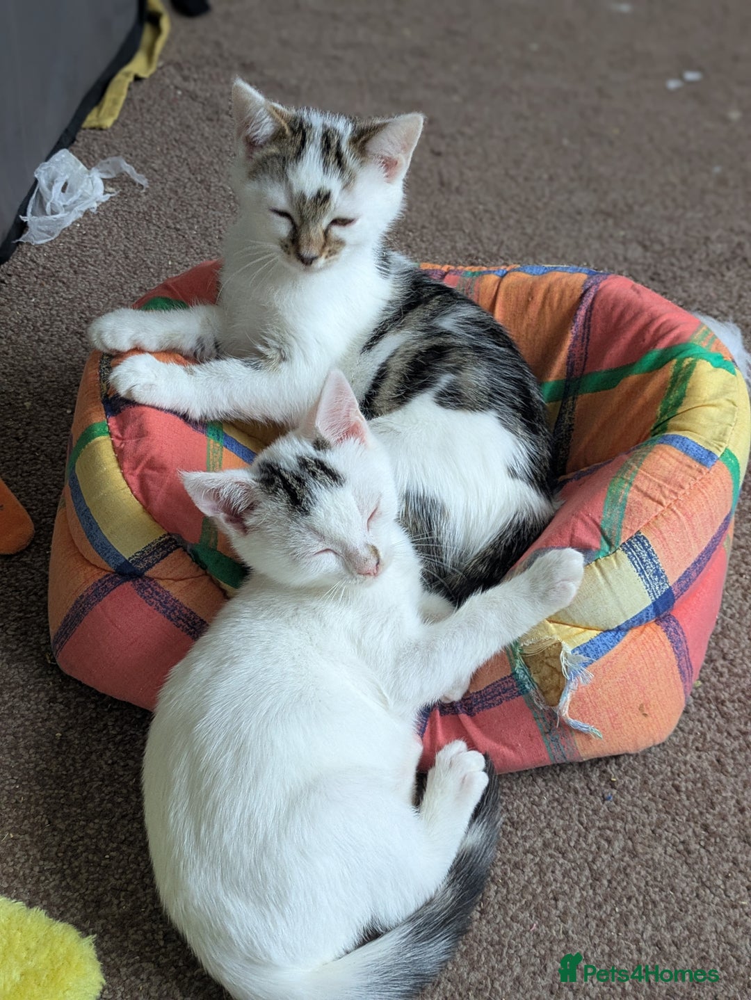 Domestic Shorthair cats for adoption: Bonded sibling pair of kittens to rehome together - Image 7