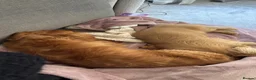 Miniature Dachshund dogs for sale: Two long haired mini dachshunds to go together in Macclesfield - Advert 17