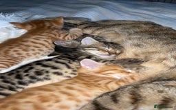 Mixed Breed cats for sale: 2 male Bengal mix kittens (ginger, black/grey) - Advert 1