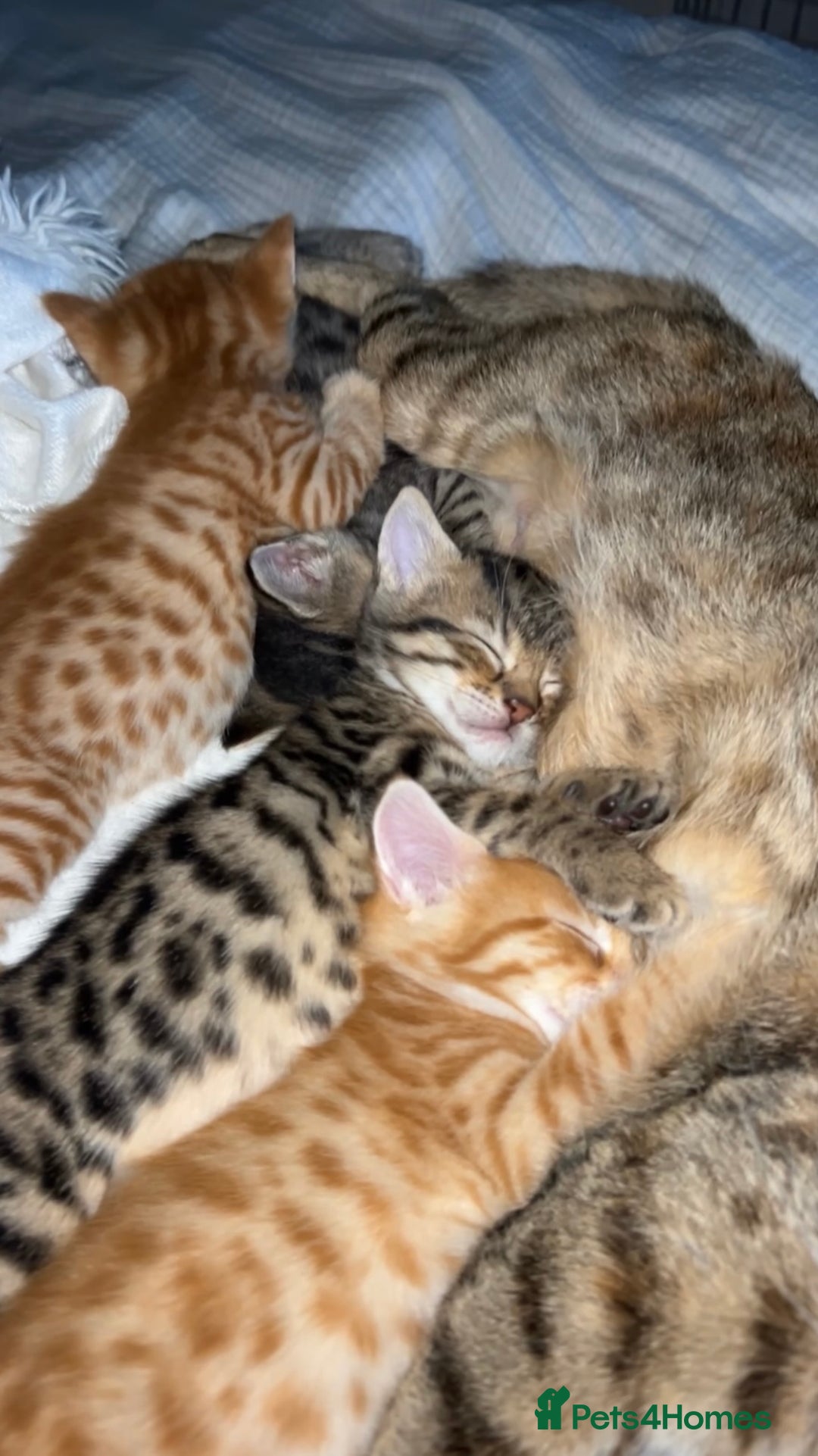 Mixed Breed cats for sale: 2 male Bengal mix kittens (ginger, black/grey) - Advert 1