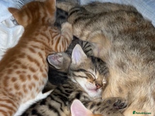 Mixed Breed cats 2 male Bengal mix kittens (ginger, black/grey) - Advert 2