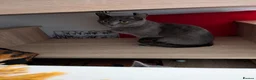 Russian Blue cats for sale: Beautiful russian blue kittens 4 girls  - Advert 3