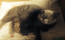 British Shorthair cats for sale: British Short Hair Cross Ragdoll Kitten  - Image 2