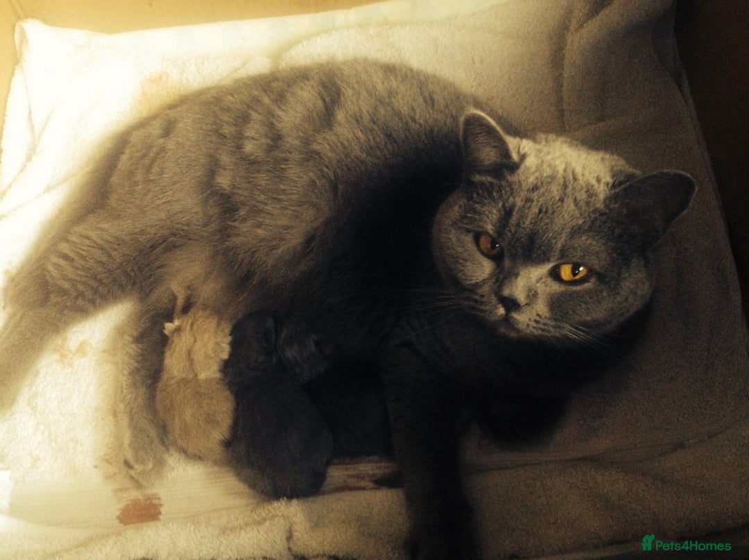 British Shorthair cats for sale: British Short Hair Cross Ragdoll Kitten  - Image 2