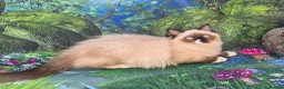 Ragdoll cats for sale: GCCF Registered Ragdoll Kittens  - Advert 8