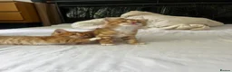 Mixed Breed cats for sale: Siberian Mix kittens - Advert 10