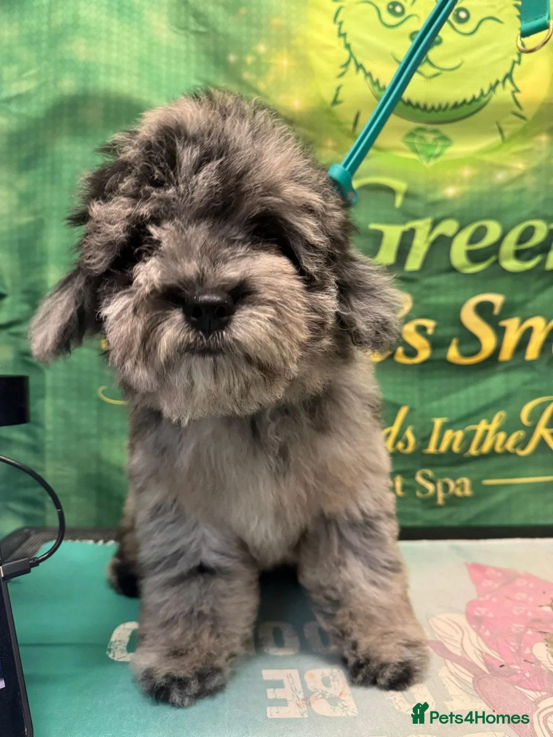 Cavachon dogs for sale: 5month merle cavapoochon female - Advert 2