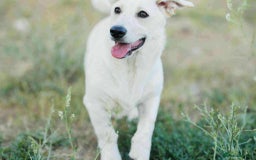 Mixed Breed dogs for adoption: ❤️Meet George - Advert 2