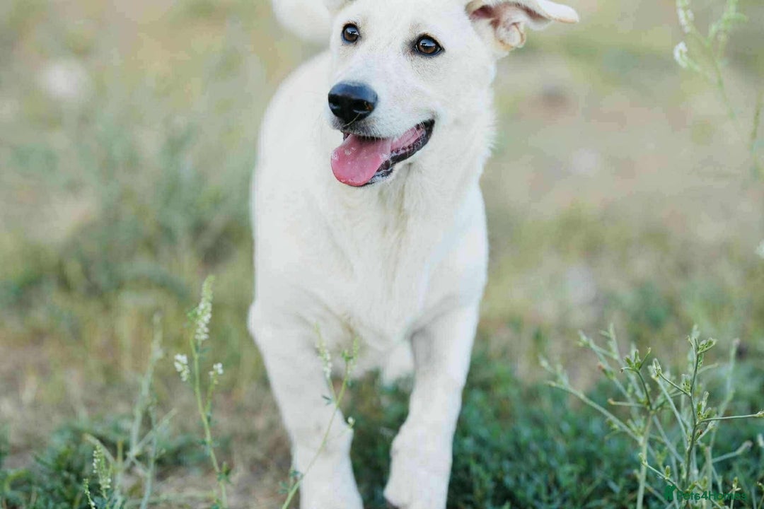 Mixed Breed dogs for adoption: ❤️Meet George - Advert 2