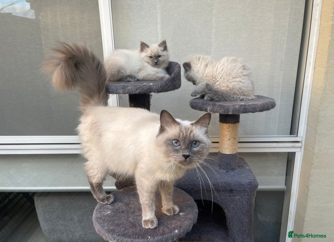 Ragdoll cats for sale: Meet theses beautiful Rag doll kittens today. - Advert 7