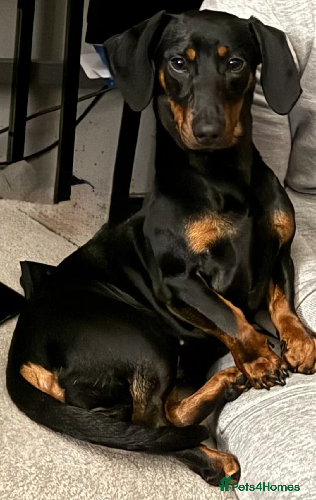 Dachshund dogs for sale: 8 month old Dachshund Luna  in London - Advert 1