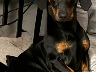 Dachshund dogs 8 month old Dachshund Luna - Advert 5