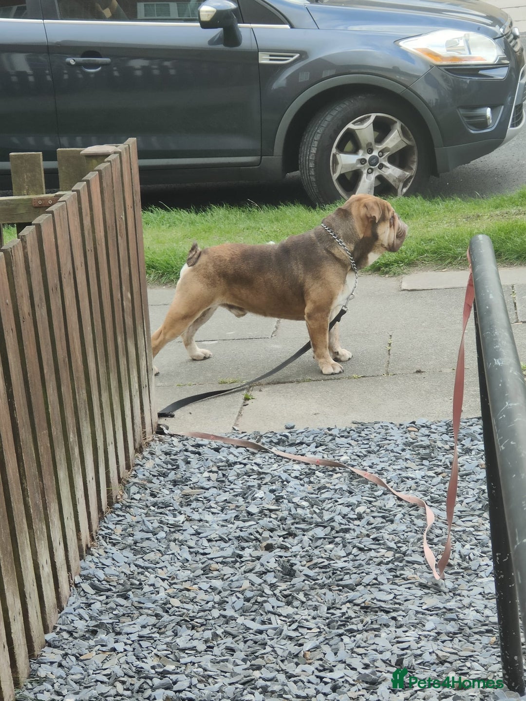 English Bulldog dogs for sale: British bulldog  - Image 4