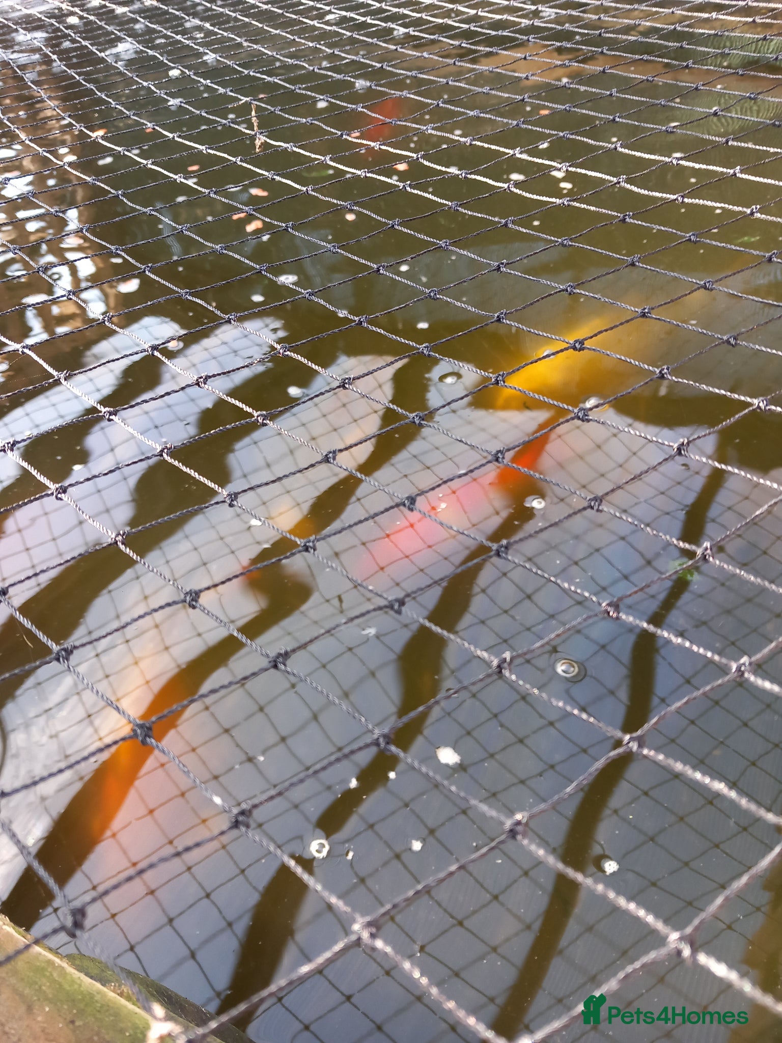 Koi Carp fish Koi carp - Advert 1