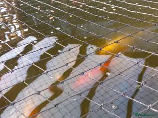 Koi Carp fish Koi carp - Advert 1