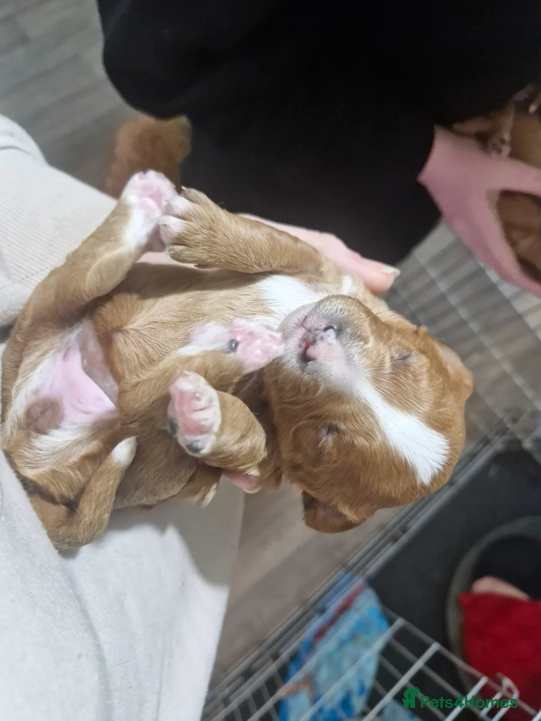 Cavapoo dogs for sale: Stunning Cavapoos - Health Tested Parents ONE LEFT - Advert 23