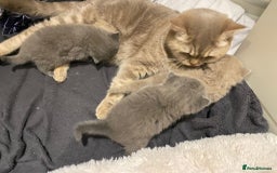 British Shorthair cats for sale: British Shorthair Cross Scottish Straight Kittens - Image 4