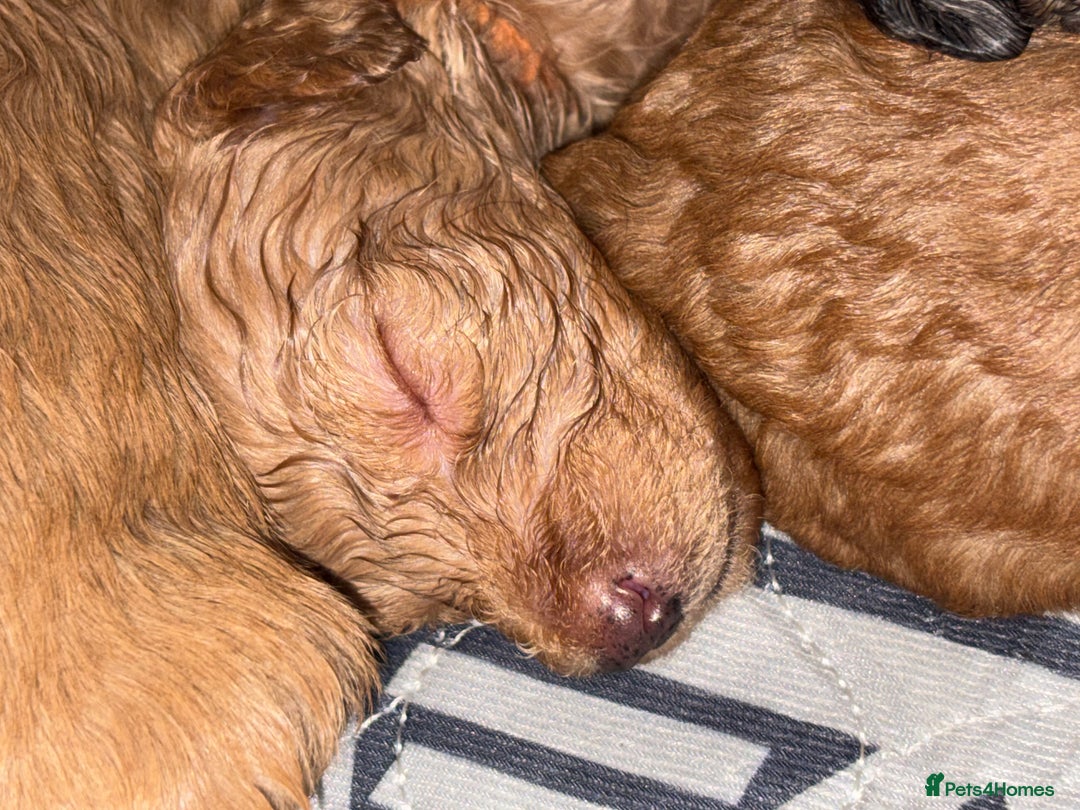 Cockapoo dogs for sale: F1bb mini cockapoo puppies  - Image 6