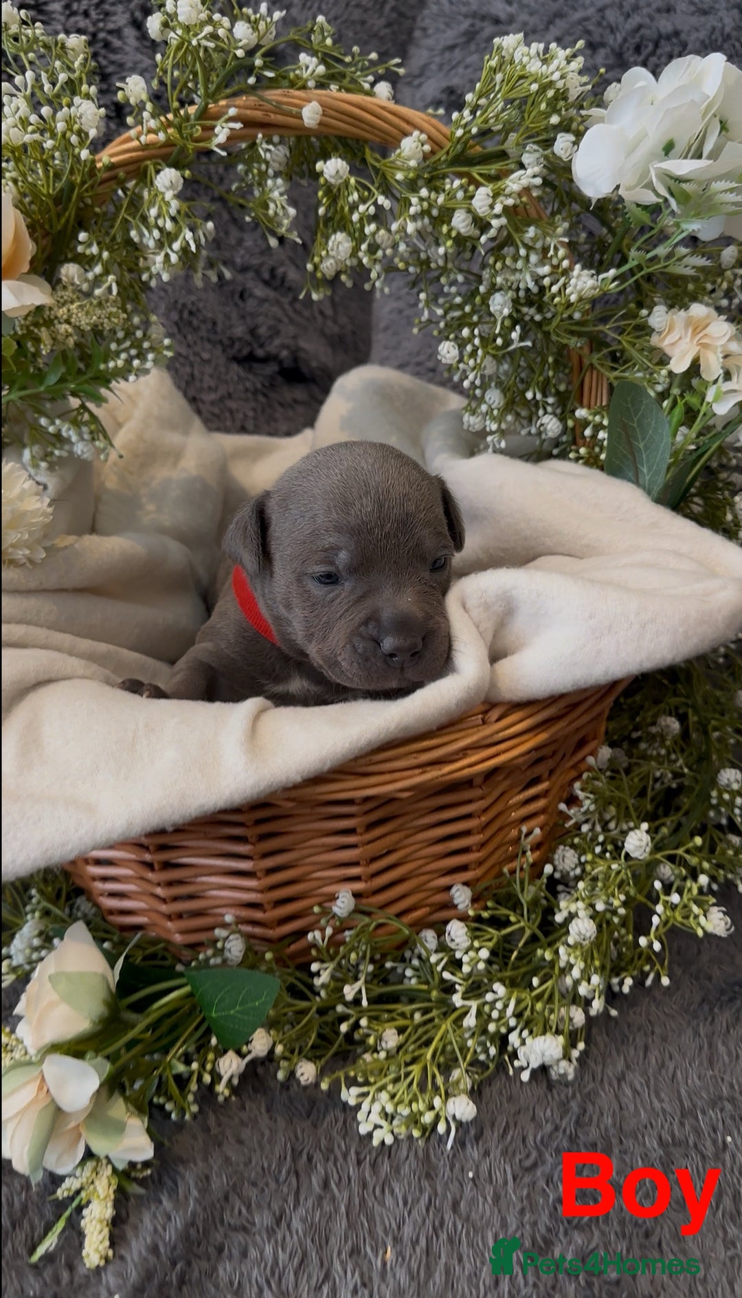 Staffordshire Bull Terrier dogs for sale: Stunning Staff Puppies  - Image 13