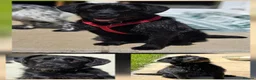 Mixed Breed dogs for adoption: Hattie - looking for her forever sofa  in Stroud - Advert 4