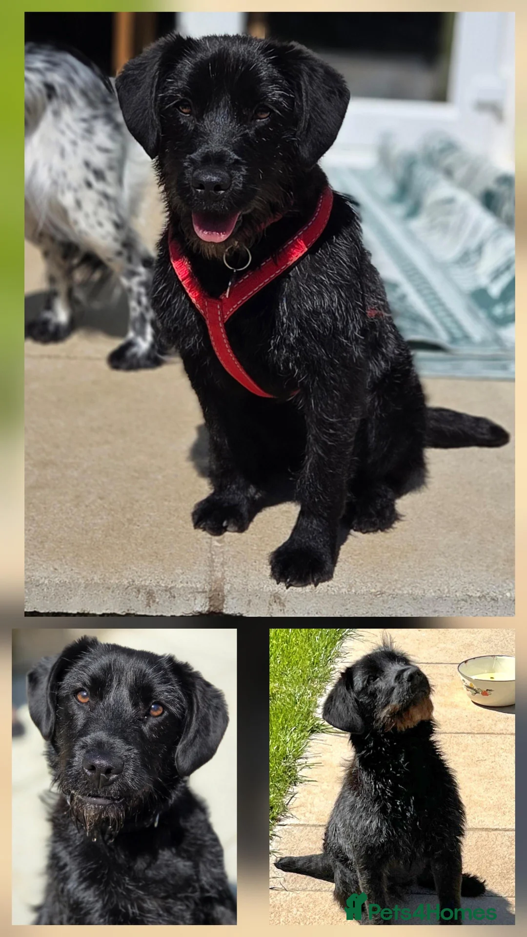 Mixed Breed dogs for adoption: Hattie - looking for her forever sofa  in Stroud - Advert 4