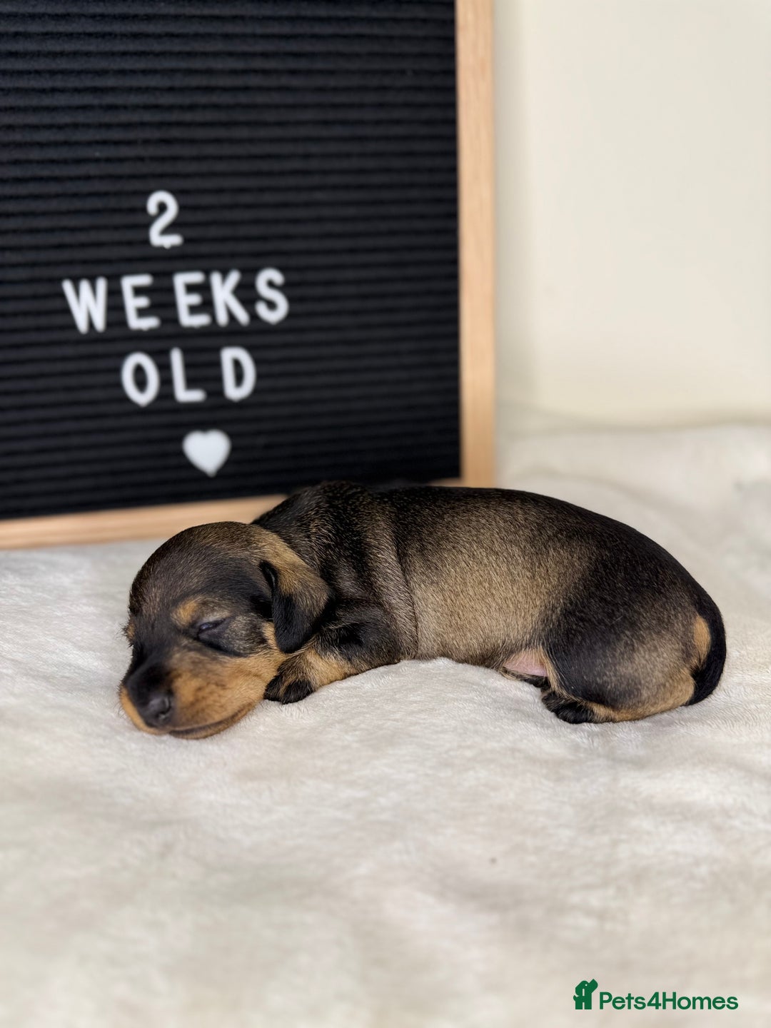 Miniature Dachshund dogs for sale: KC reg mini wires PRA LAFORA clear  - Advert 22