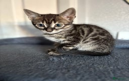 Bengal cats for sale: Russian Blue Bengal’s - Image 2