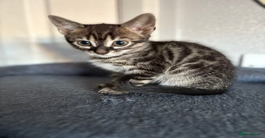 Bengal cats - Advert 7