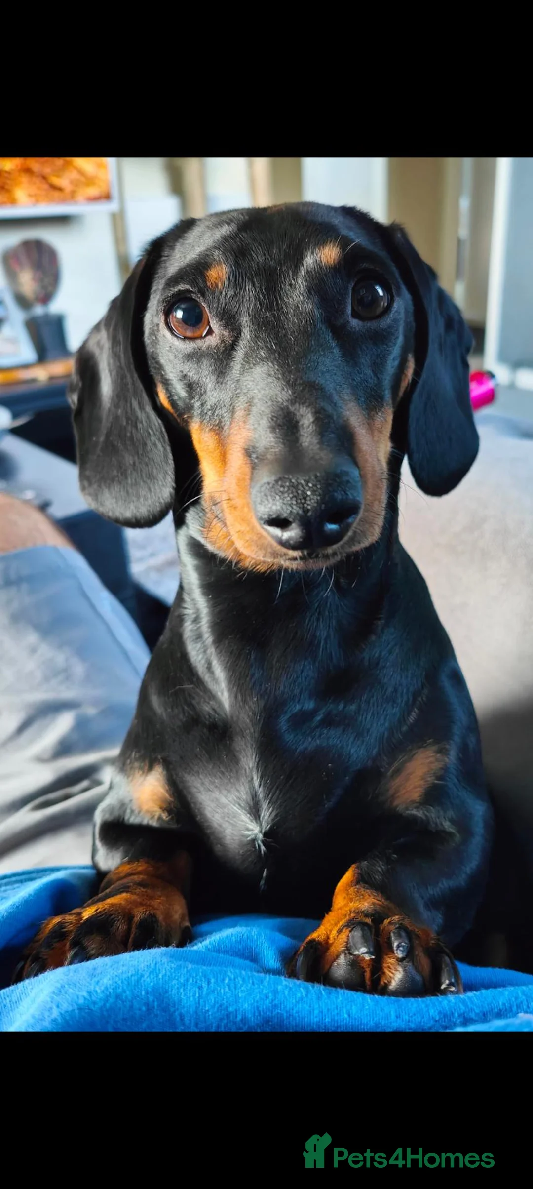 Miniature Dachshund dogs for sale: Male Dachshund  - Advert 2