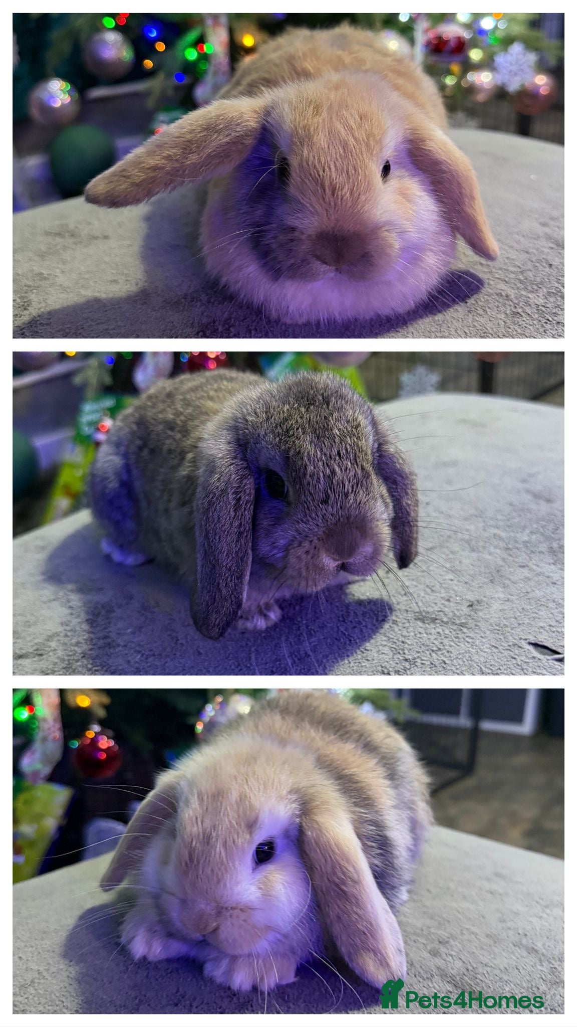 Mini Lop rabbits 🩷 Beautiful mini lops 🩷 - Advert 13