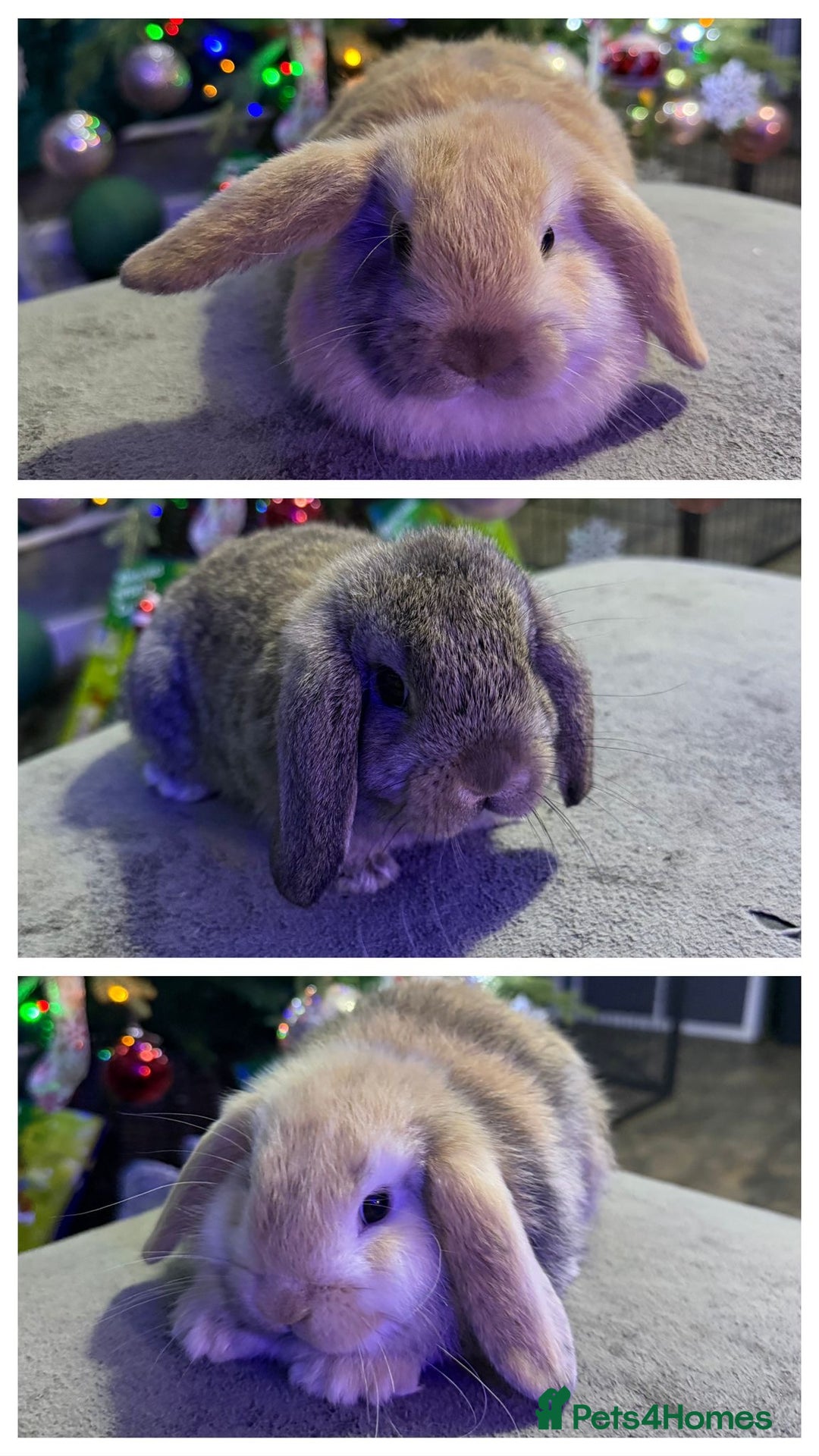 Mini Lop rabbits for sale: 🩷 Beautiful mini lops 🩷 - Advert 1