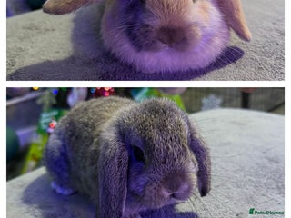 Mini Lop rabbits 🩷 Beautiful mini lops 🩷 - Advert 1