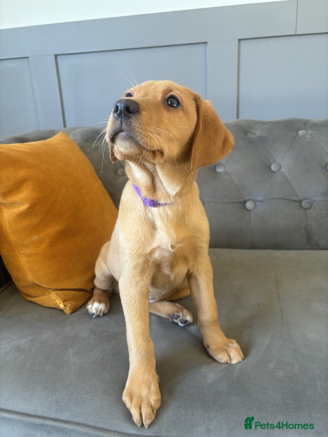 Labrador Retriever dogs for sale: Trained Labradors Available  - Advert 4