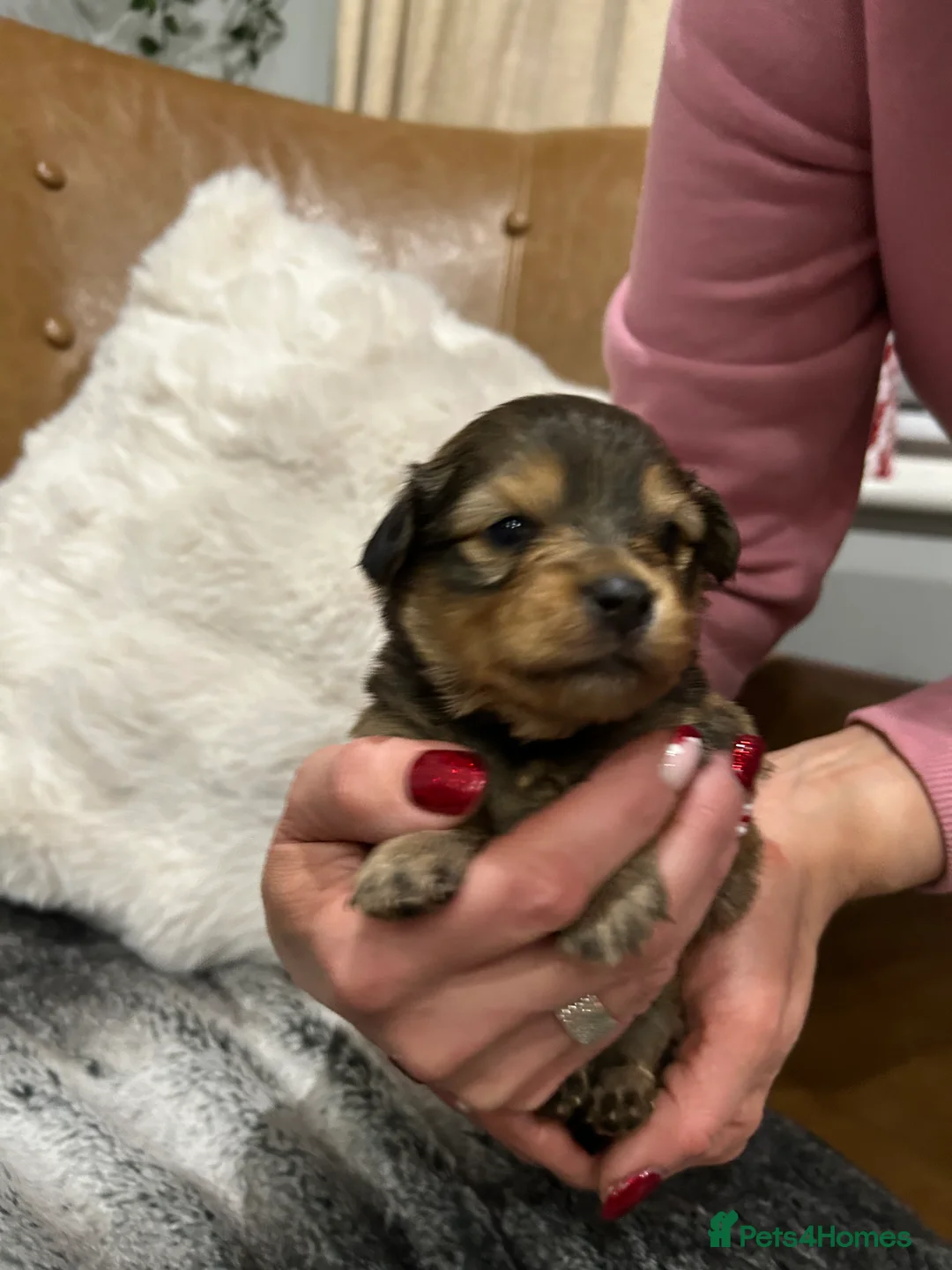 Mixed Breed dogs for sale: Miniature dachshund pomeranian sausage dog small  - Advert 28