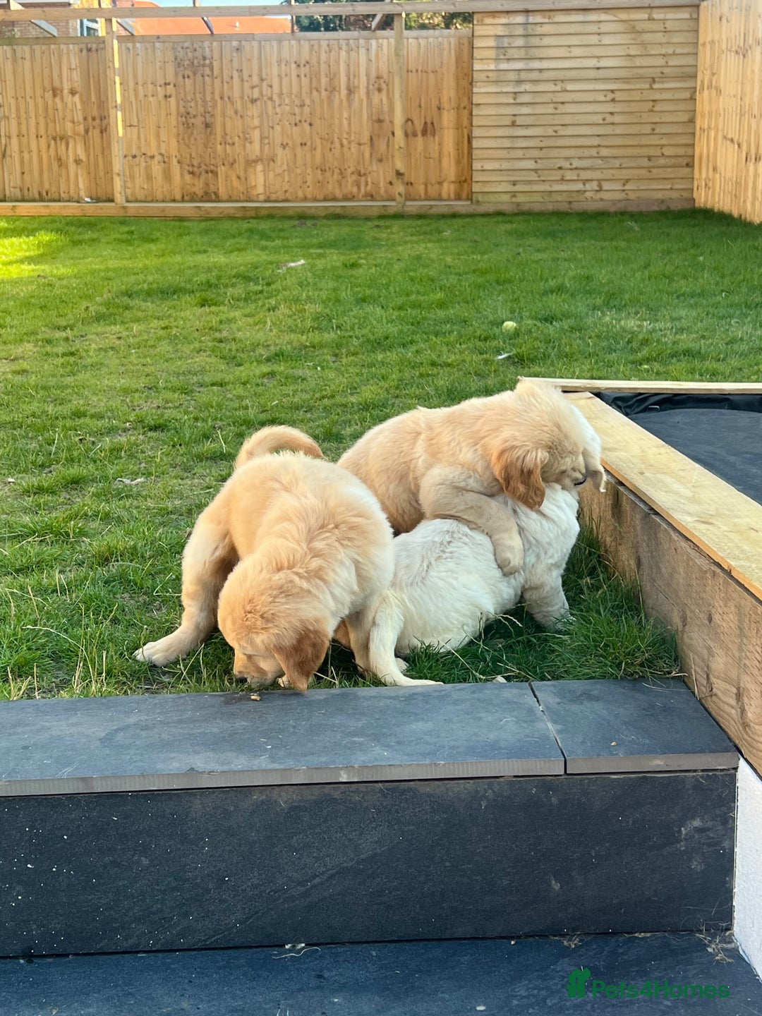 Golden Retriever dogs for sale: Teddy Bear Goldies - Image 9