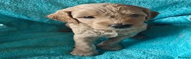Cockapoo 3