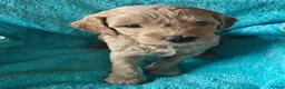 Cockapoo dogs for sale: Gorgeous F1B Cockapoo Puppies  - Advert 5