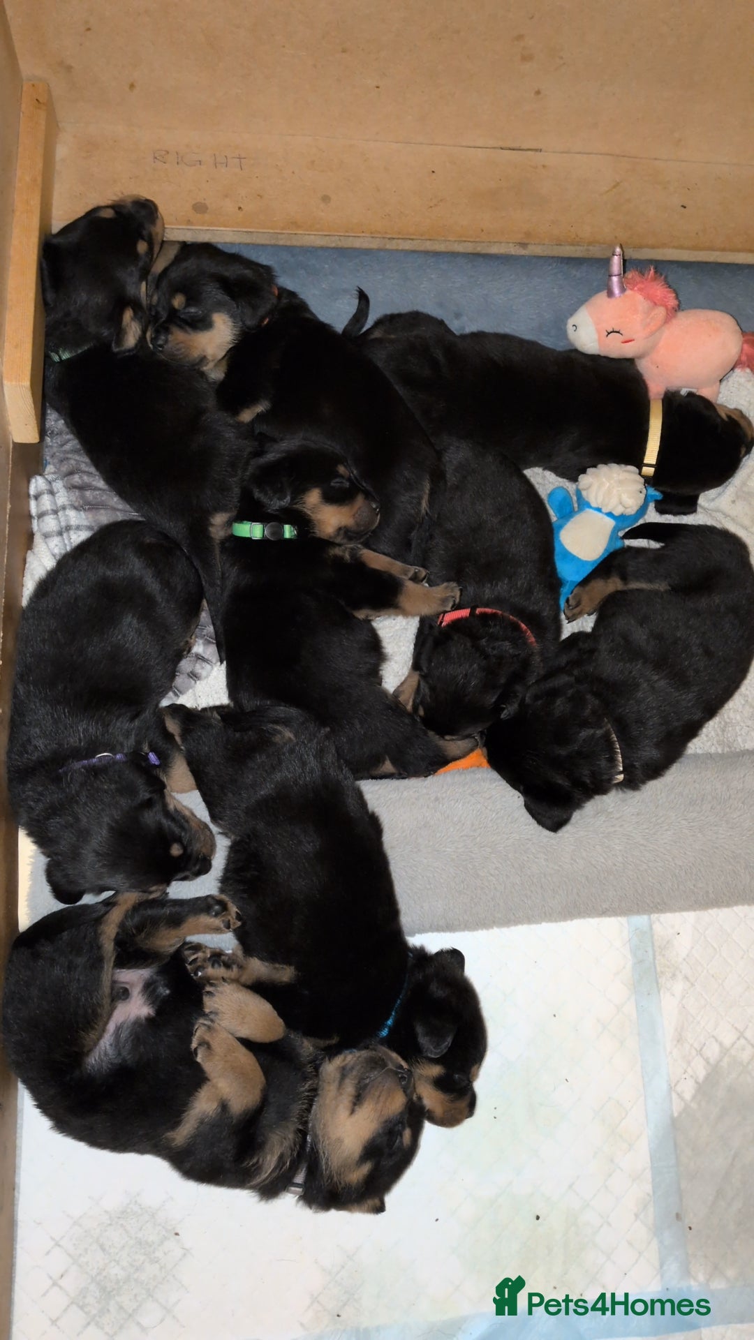 Rottweiler dogs for sale: ⭐ Rottweiler ⭐ - Advert 14