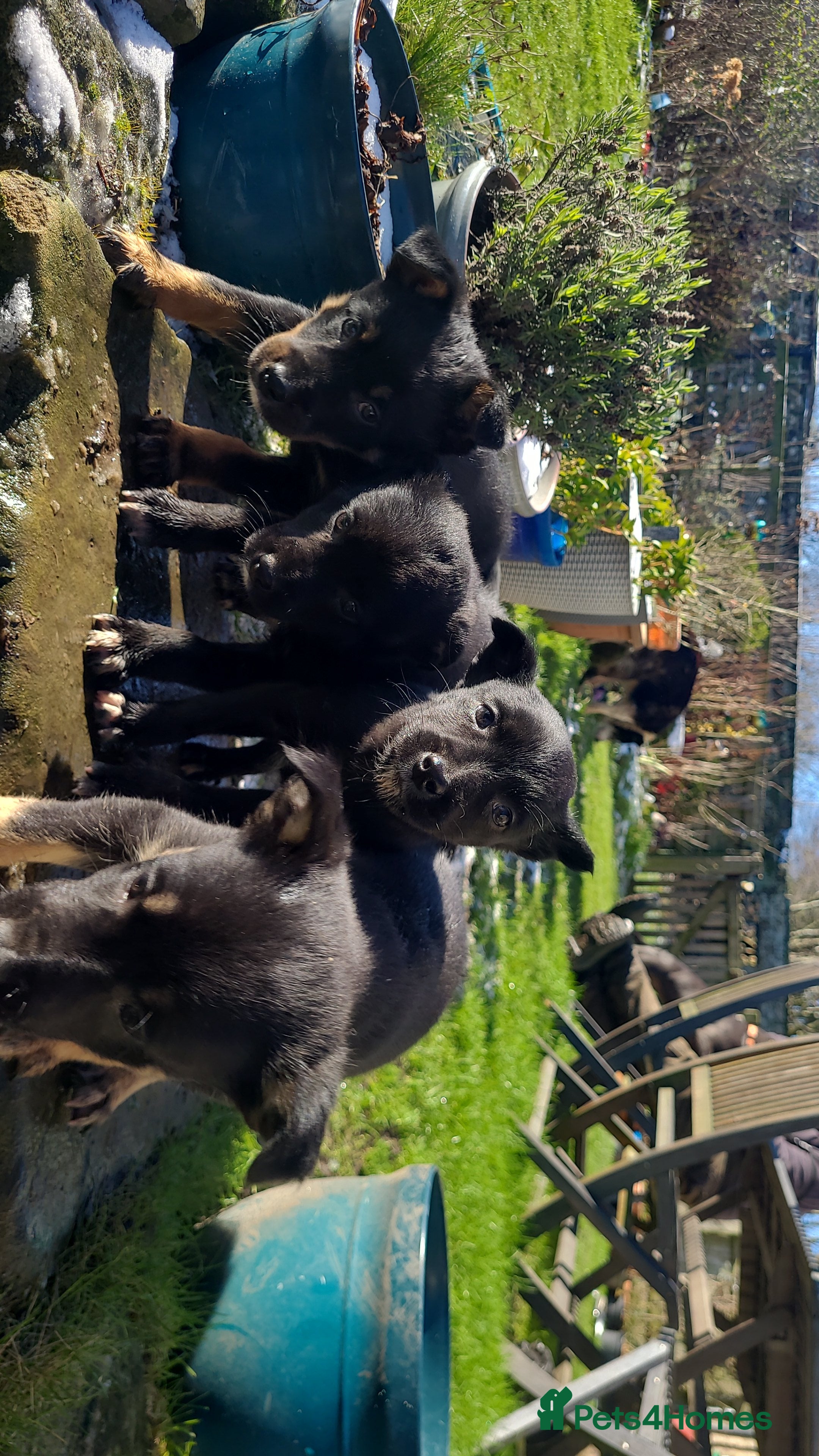 Mixed Breed dogs Collie cross Kelpie Puppies - Advert 4